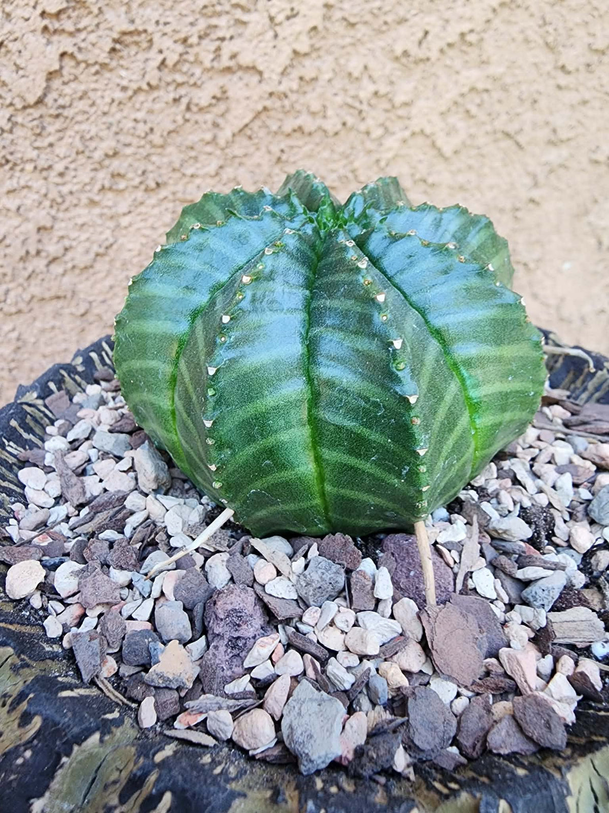 Euphorbia valida