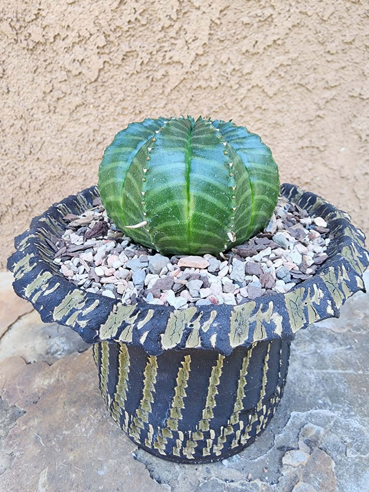 Euphorbia valida