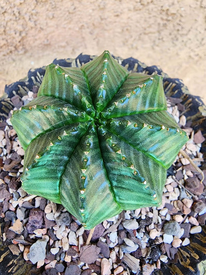 Euphorbia valida