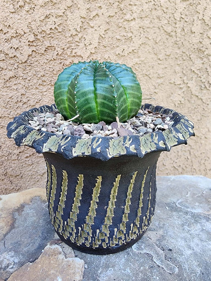 Euphorbia valida