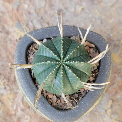Euphorbia valida