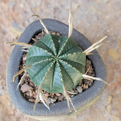 Euphorbia valida