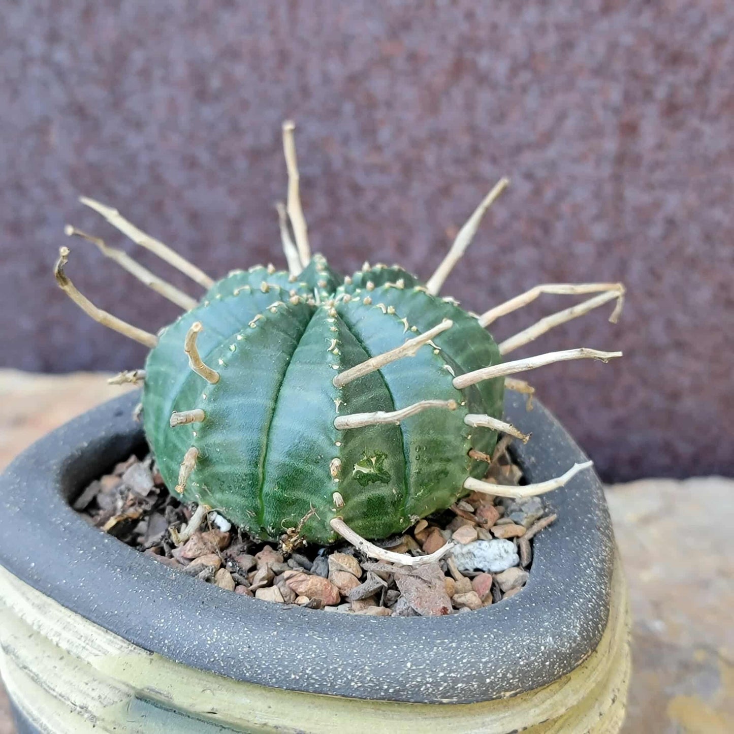 Euphorbia valida