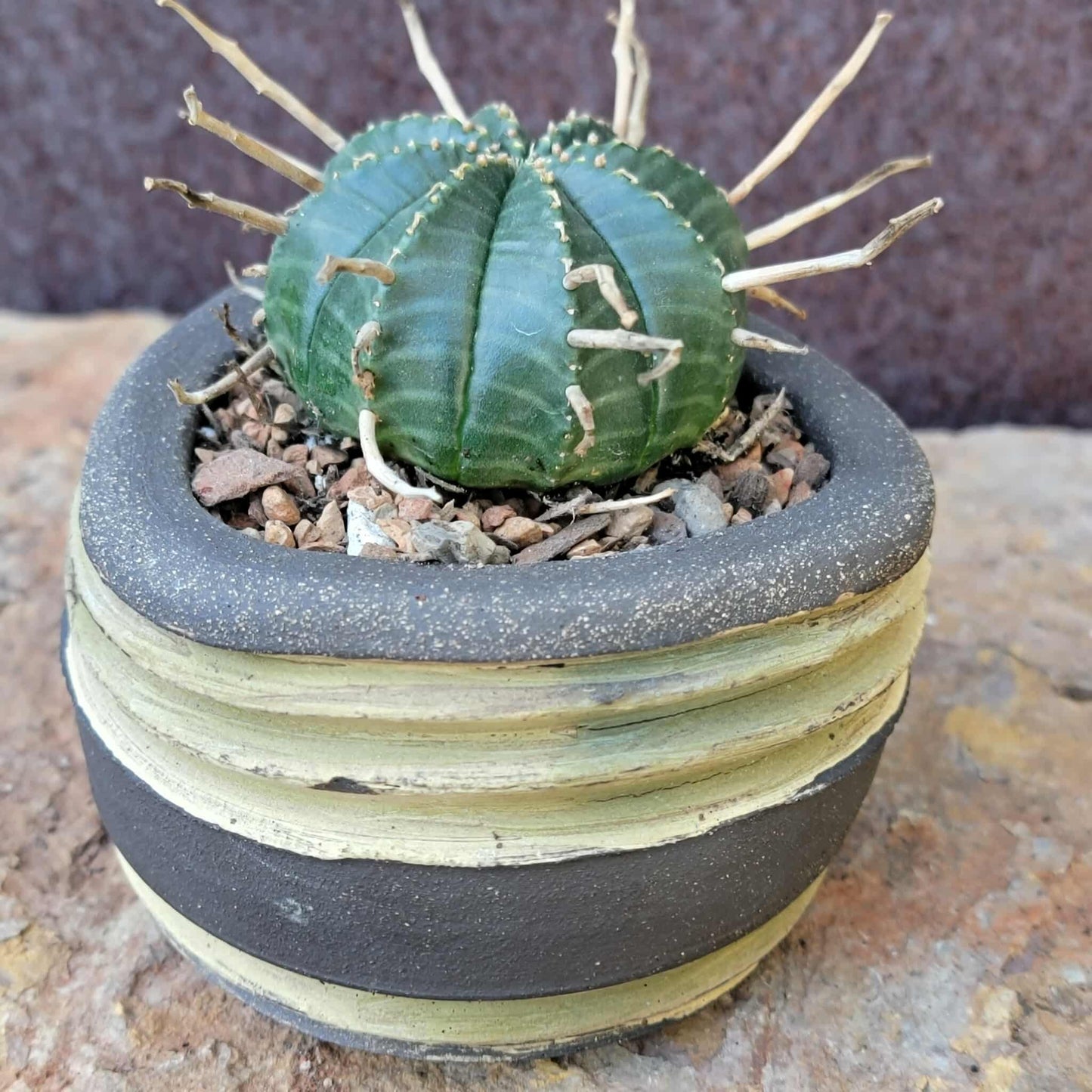 Euphorbia valida