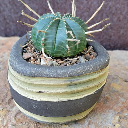 Euphorbia valida