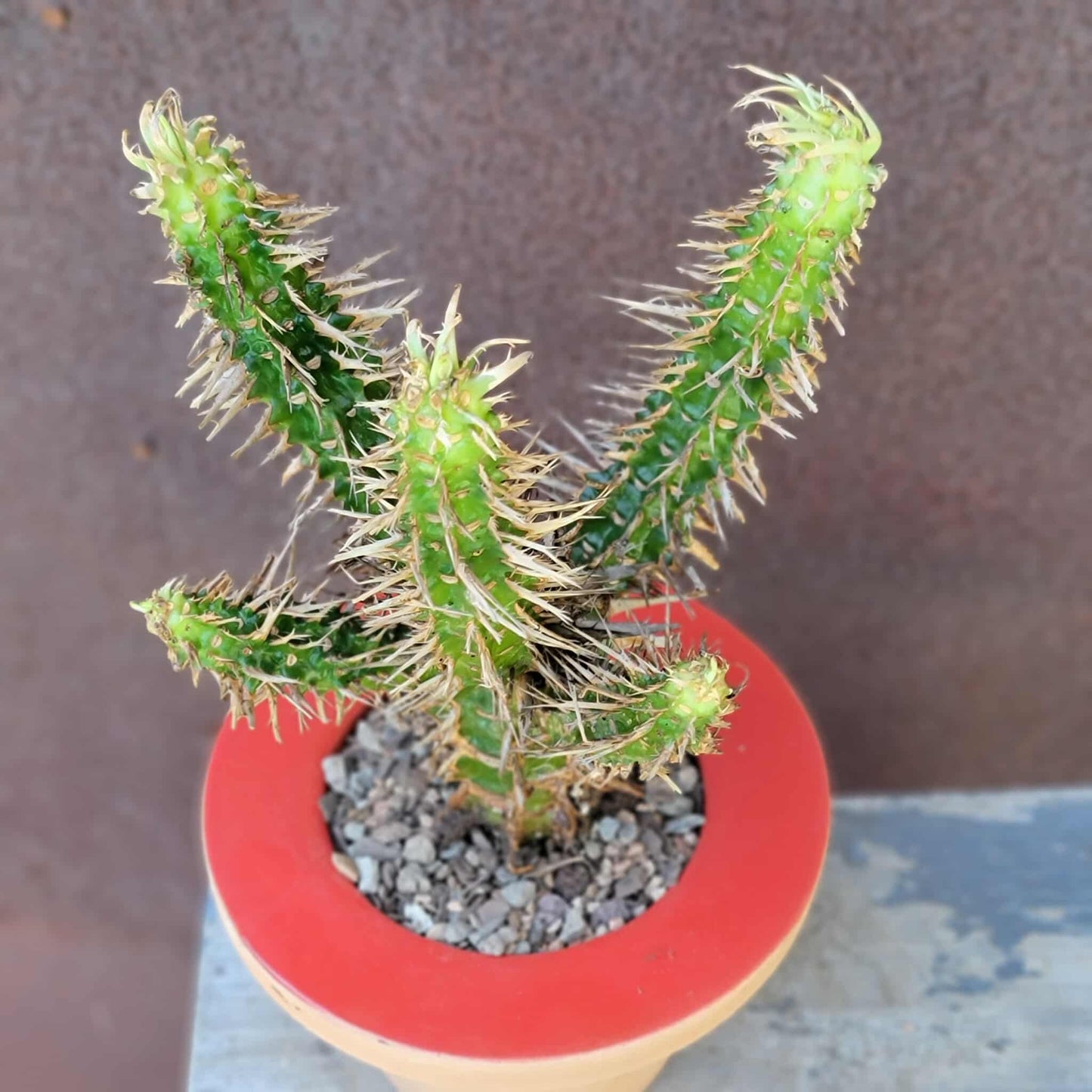 Euphorbia viguieri var. capuroniana - Multi-Branched