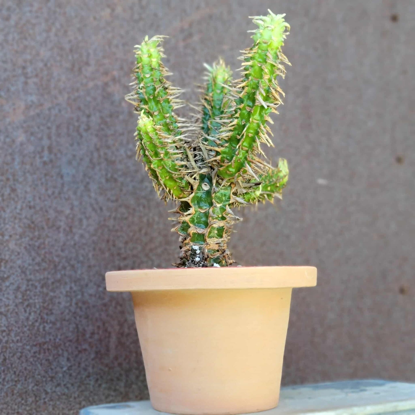 Euphorbia viguieri var. capuroniana - Multi-Branched