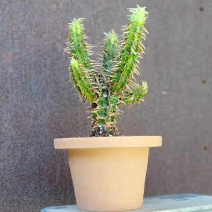 Euphorbia viguieri var. capuroniana - Multi-Branched