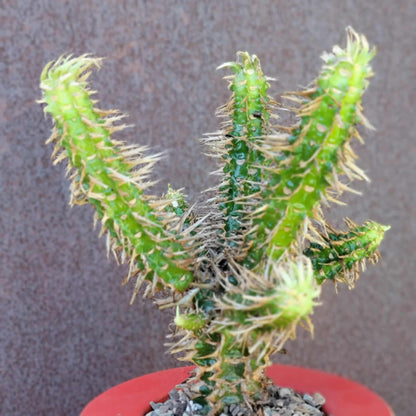 Euphorbia viguieri var. capuroniana - Multi-Branched