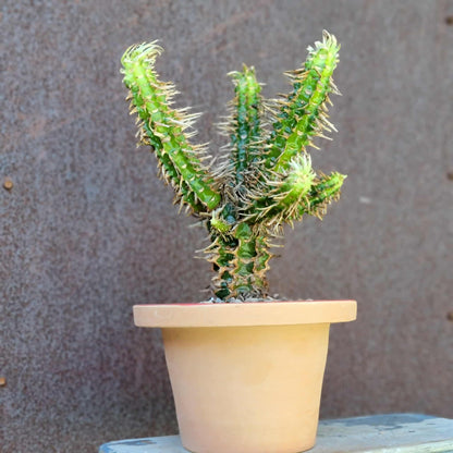 Euphorbia viguieri var. capuroniana - Multi-Branched