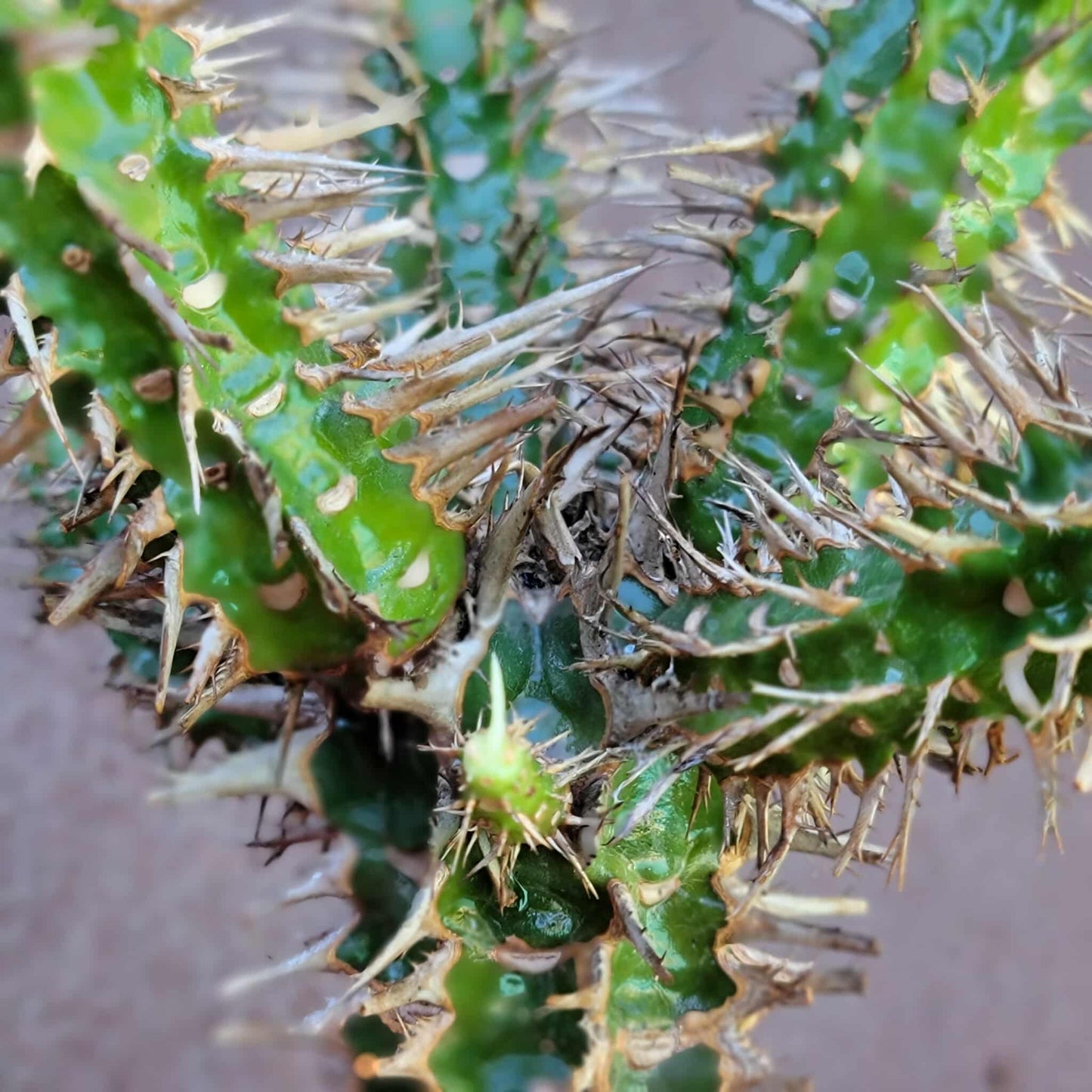 Euphorbia viguieri var. capuroniana - Multi-Branched