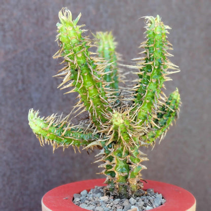 Euphorbia viguieri var. capuroniana - Multi-Branched