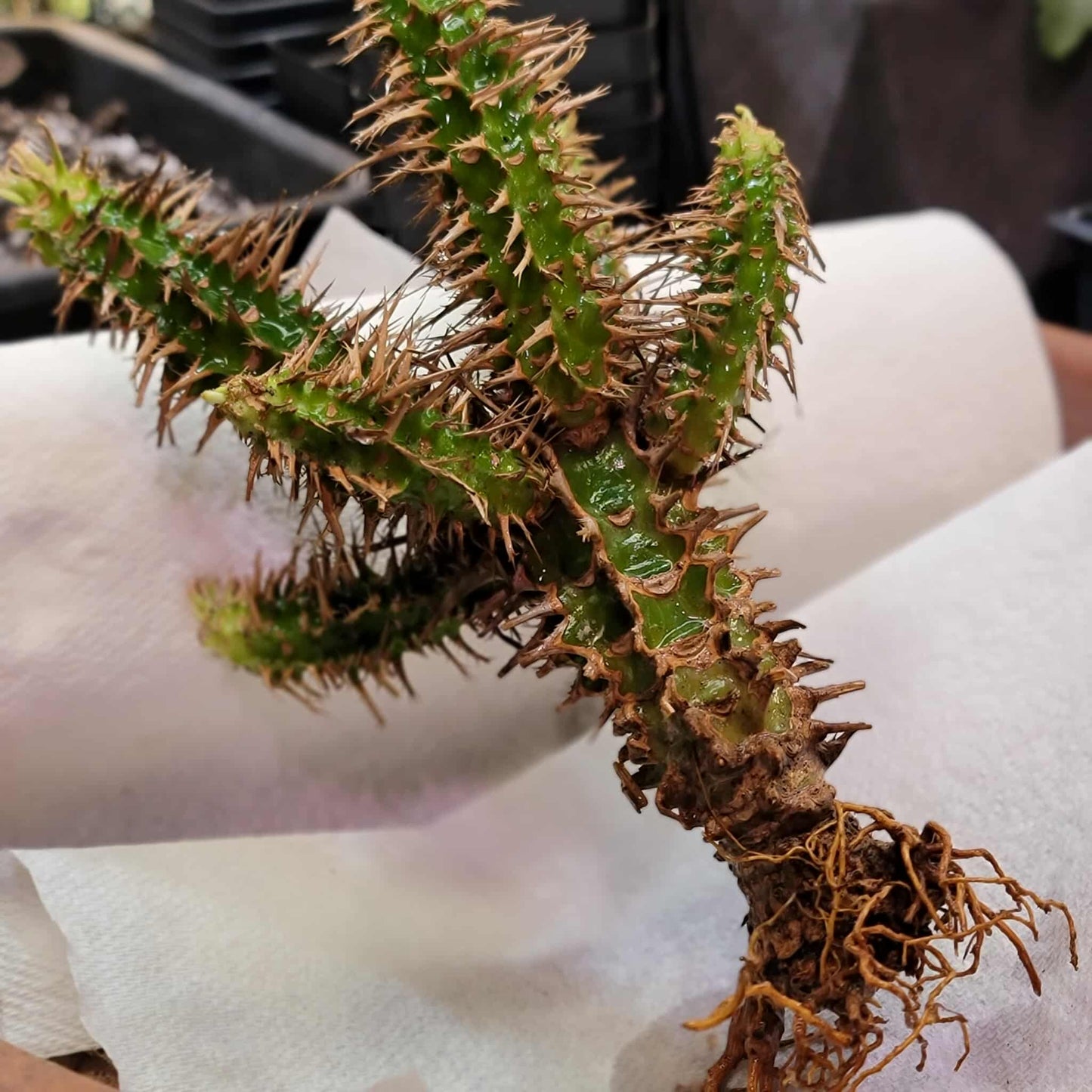 Euphorbia viguieri var. capuroniana - Multi-Branched