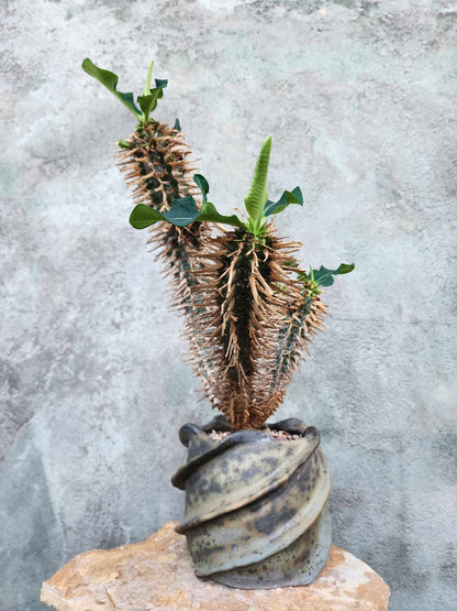 Euphorbia viguieri var. capuroniana - Multi-Branched