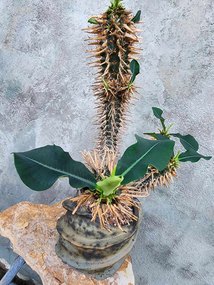 Euphorbia viguieri var. capuroniana - Multi-Branched