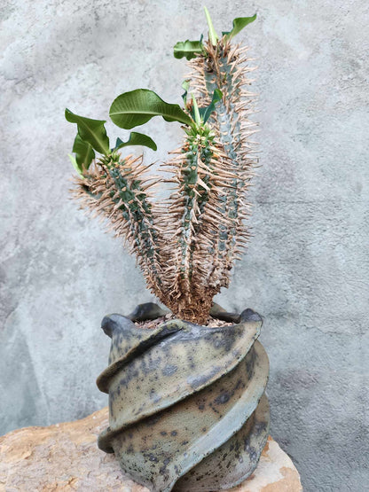 Euphorbia viguieri var. capuroniana - Multi-Branched