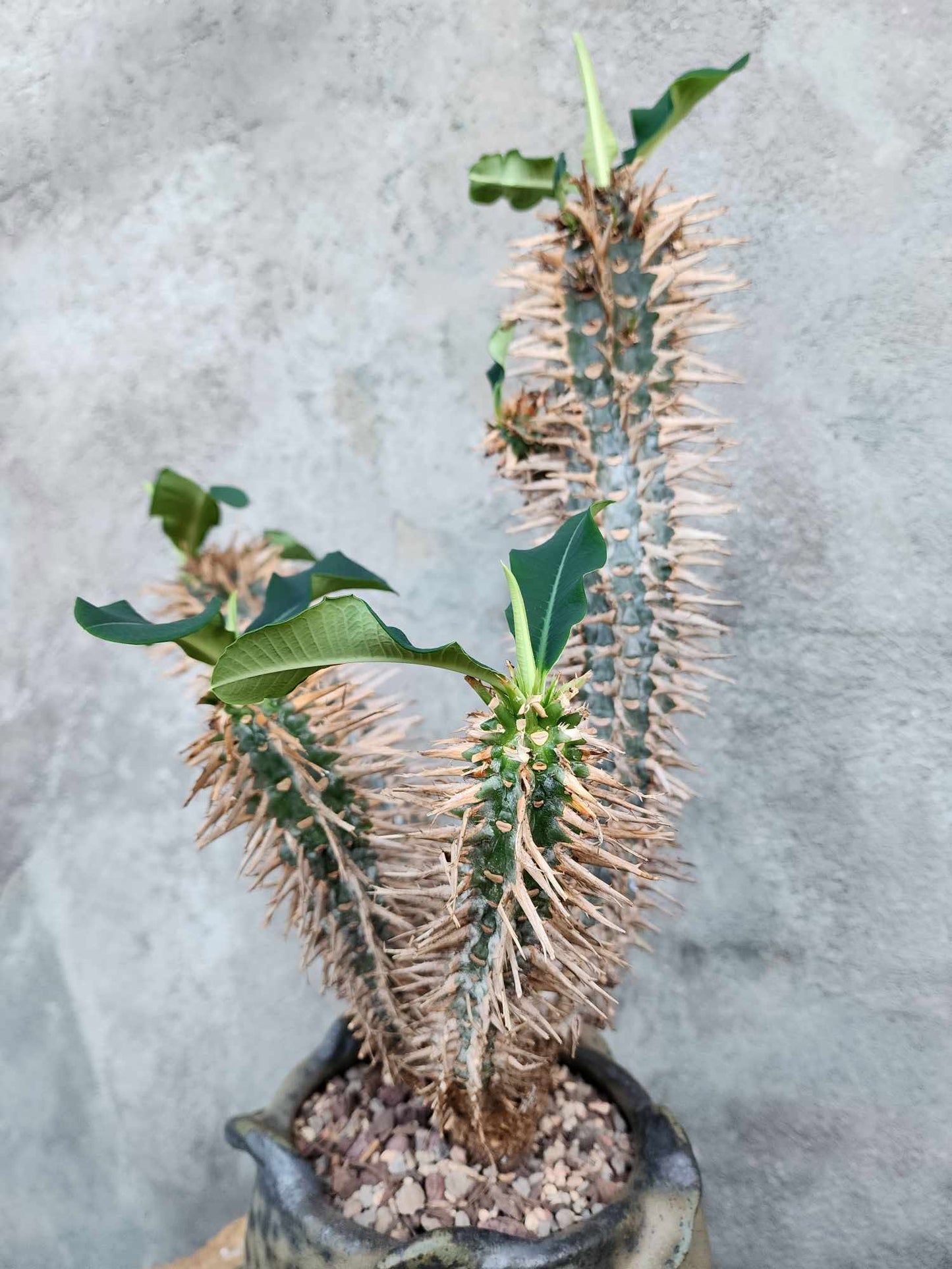 Euphorbia viguieri var. capuroniana - Multi-Branched