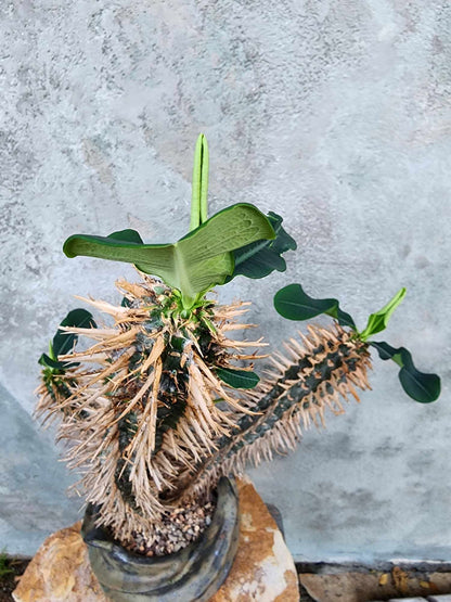 Euphorbia viguieri var. capuroniana - Multi-Branched