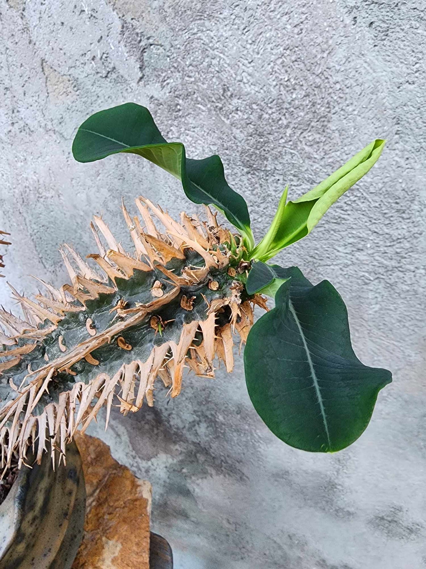 Euphorbia viguieri var. capuroniana - Multi-Branched
