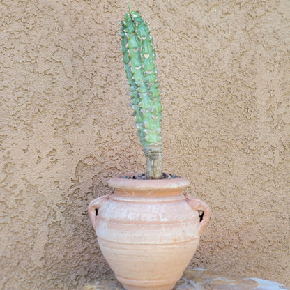 Euphorbia viguieri var. capuroniana