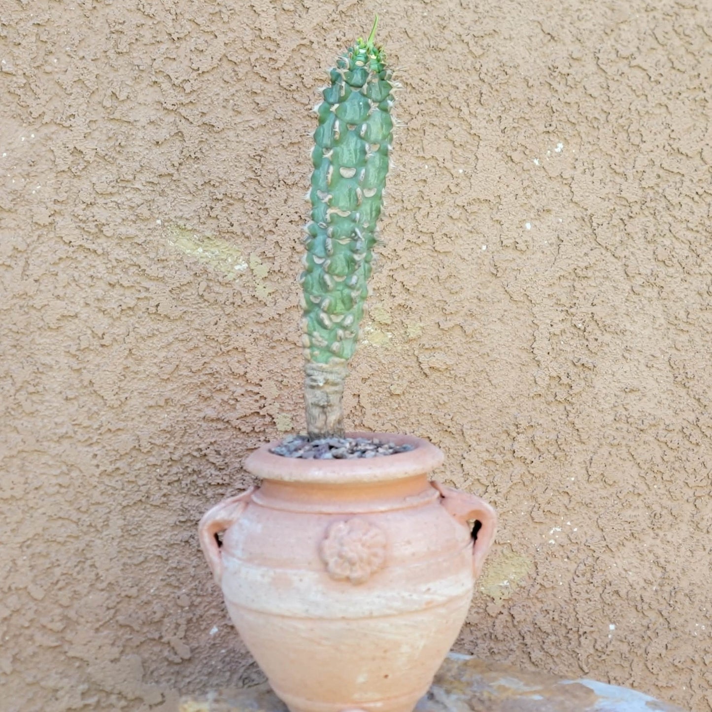 Euphorbia viguieri var. capuroniana