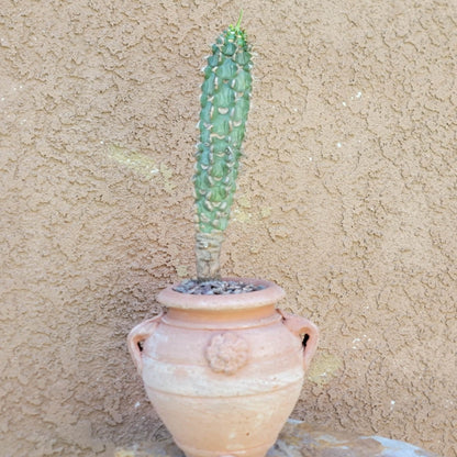Euphorbia viguieri var. capuroniana