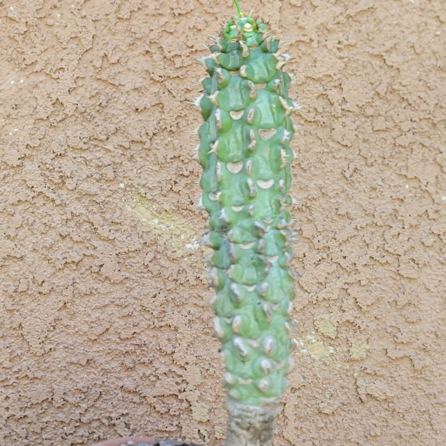 Euphorbia viguieri var. capuroniana