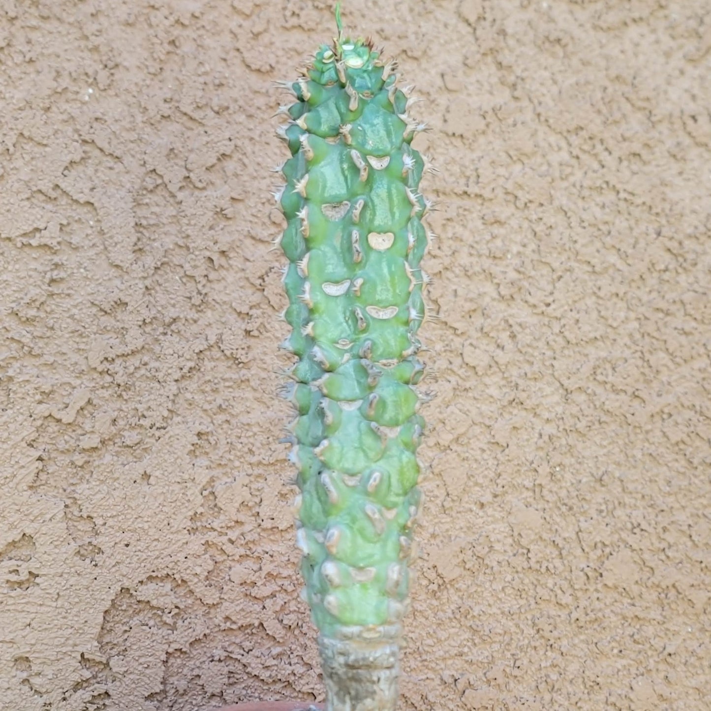 Euphorbia viguieri var. capuroniana