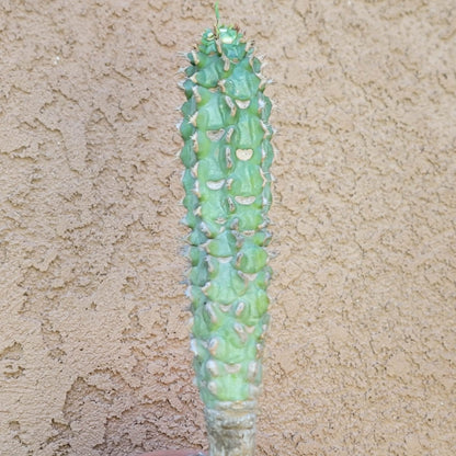 Euphorbia viguieri var. capuroniana