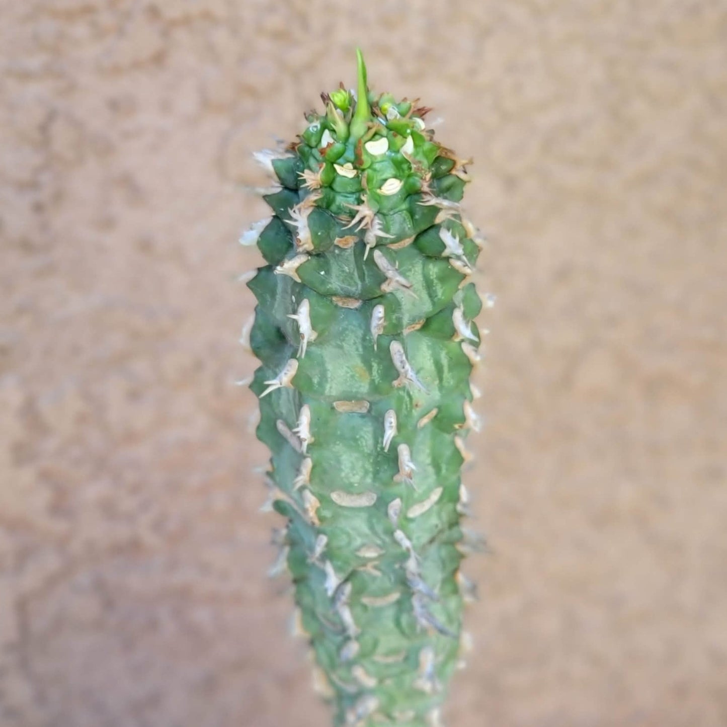 Euphorbia viguieri var. capuroniana