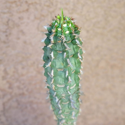 Euphorbia viguieri var. capuroniana