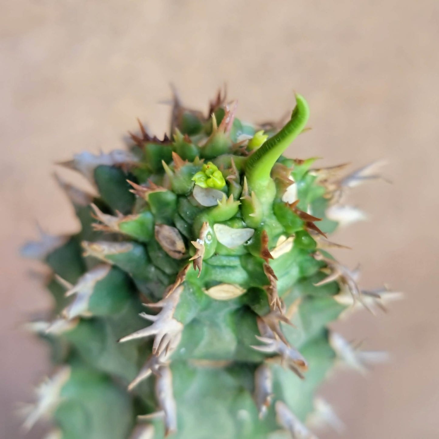 Euphorbia viguieri var. capuroniana