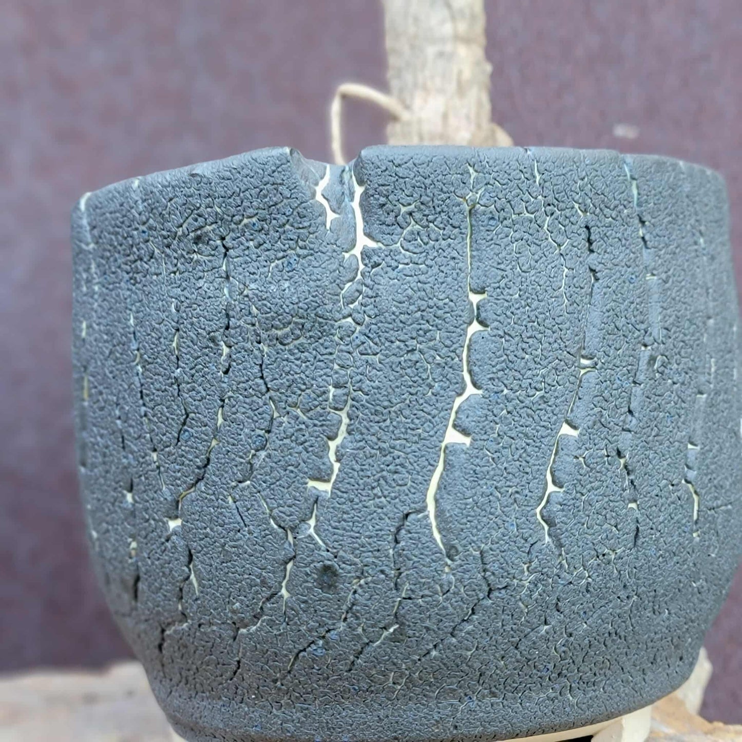 Euphorbia viguieri var. capuroniana