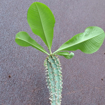 Euphorbia viguieri var. capuroniana