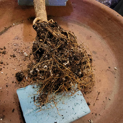 Euphorbia viguieri var. capuroniana