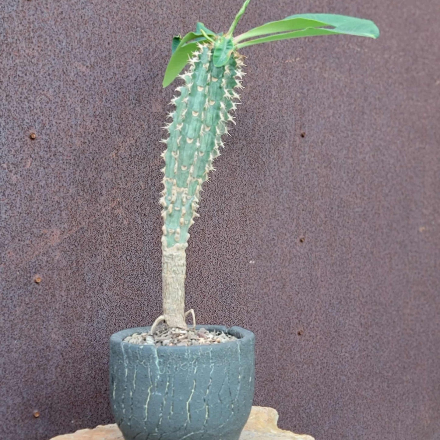 Euphorbia viguieri var. capuroniana