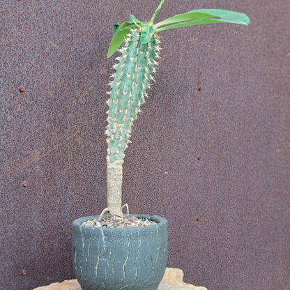 Euphorbia viguieri var. capuroniana