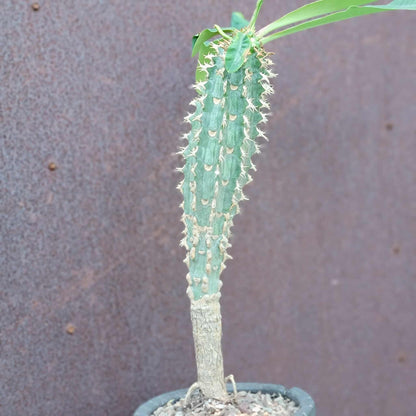Euphorbia viguieri var. capuroniana