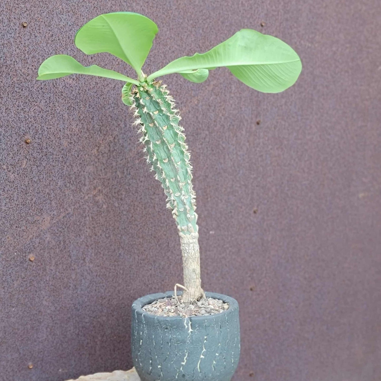 Euphorbia viguieri var. capuroniana