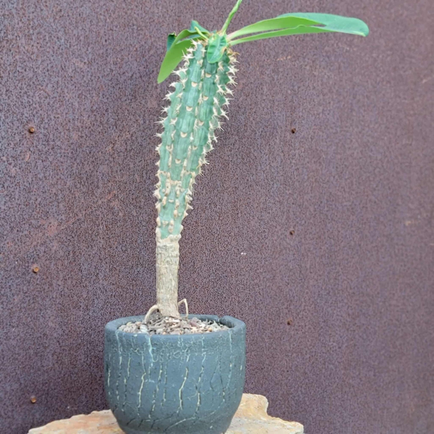 Euphorbia viguieri var. capuroniana