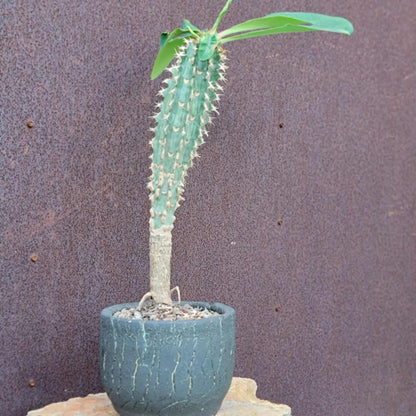 Euphorbia viguieri var. capuroniana