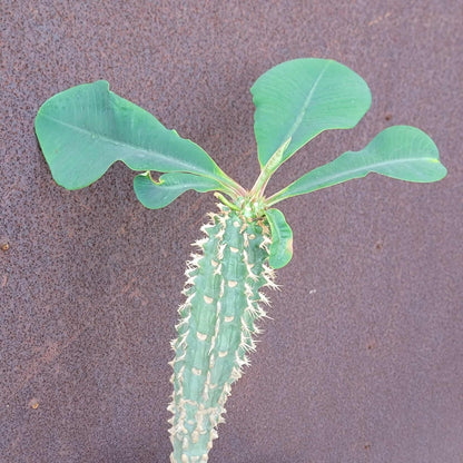 Euphorbia viguieri var. capuroniana