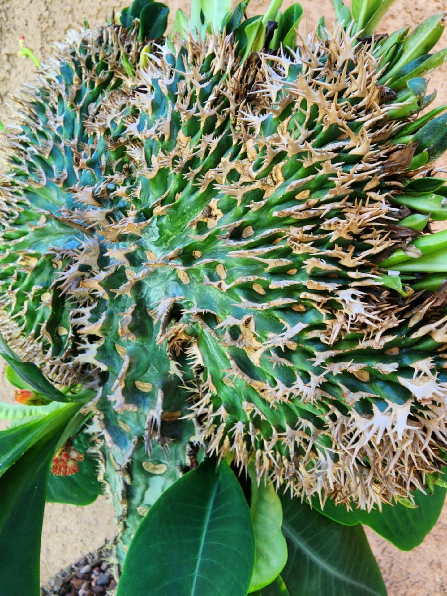 Euphorbia viguieri var. capuroniana cristata - Collector Specimen