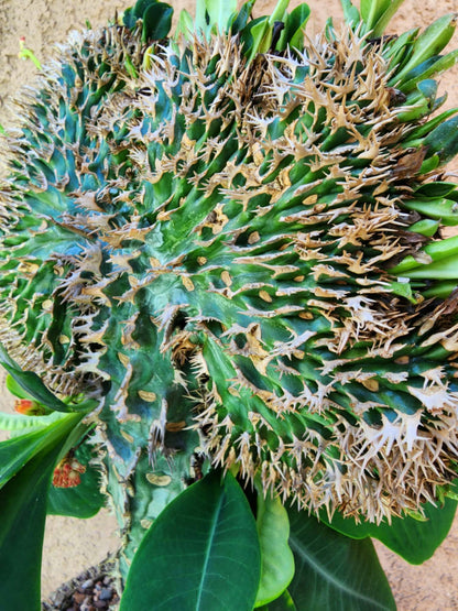 Euphorbia viguieri var. capuroniana cristata - Collector Specimen