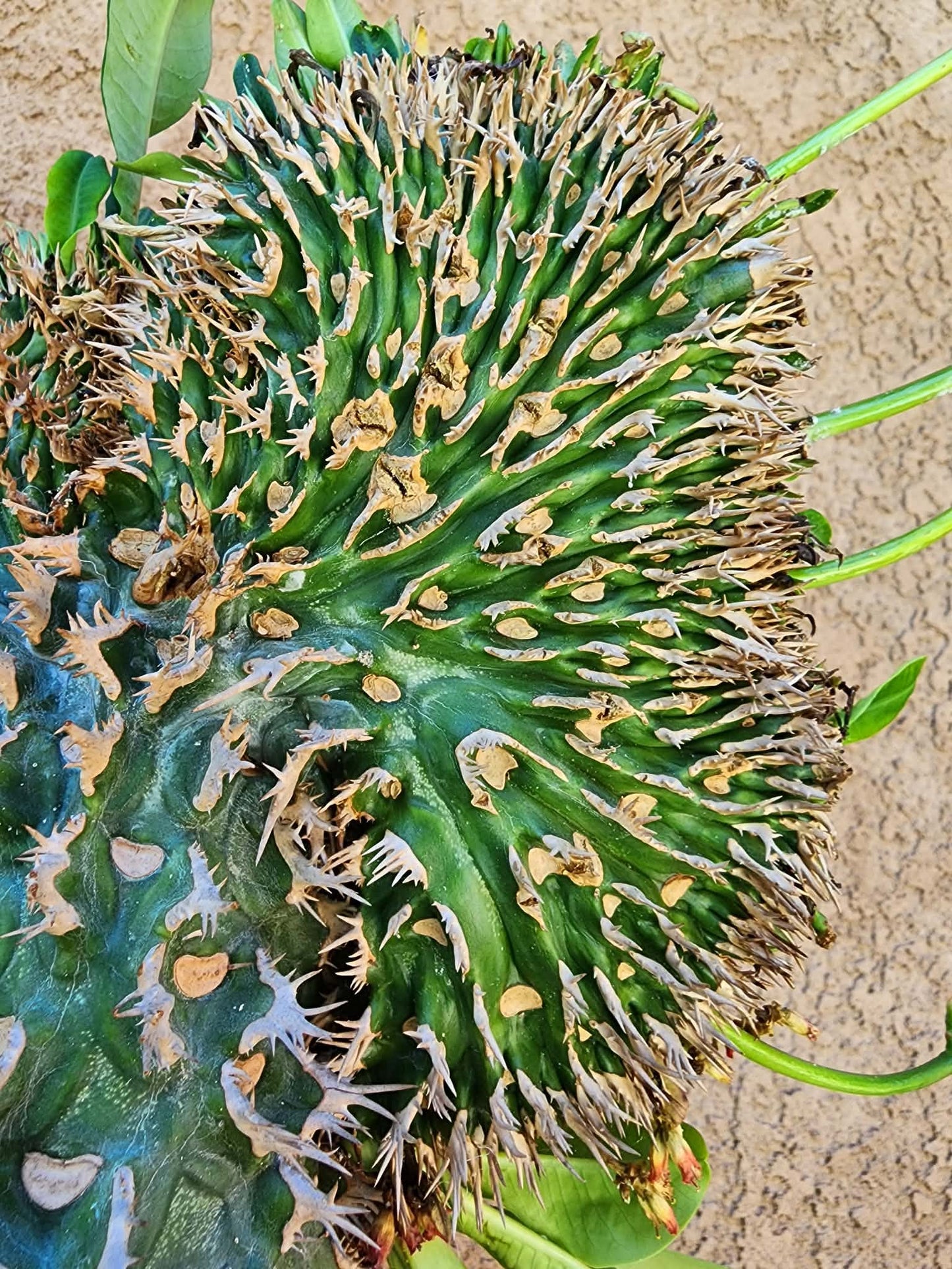 Euphorbia viguieri var. capuroniana cristata - Collector Specimen
