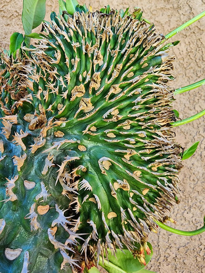 Euphorbia viguieri var. capuroniana cristata - Collector Specimen