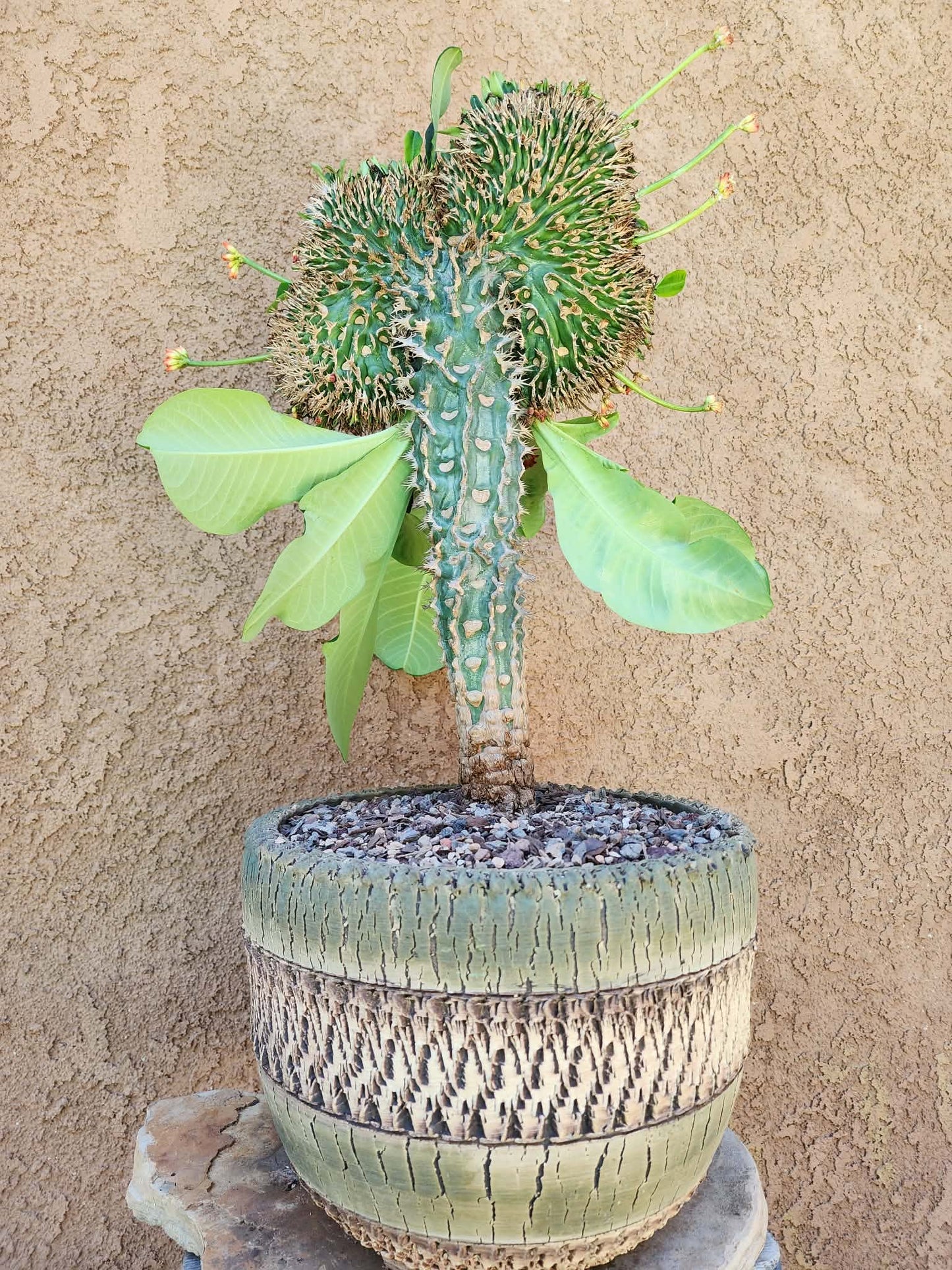 Euphorbia viguieri var. capuroniana cristata - Collector Specimen