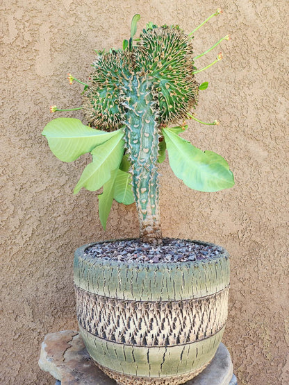 Euphorbia viguieri var. capuroniana cristata - Collector Specimen