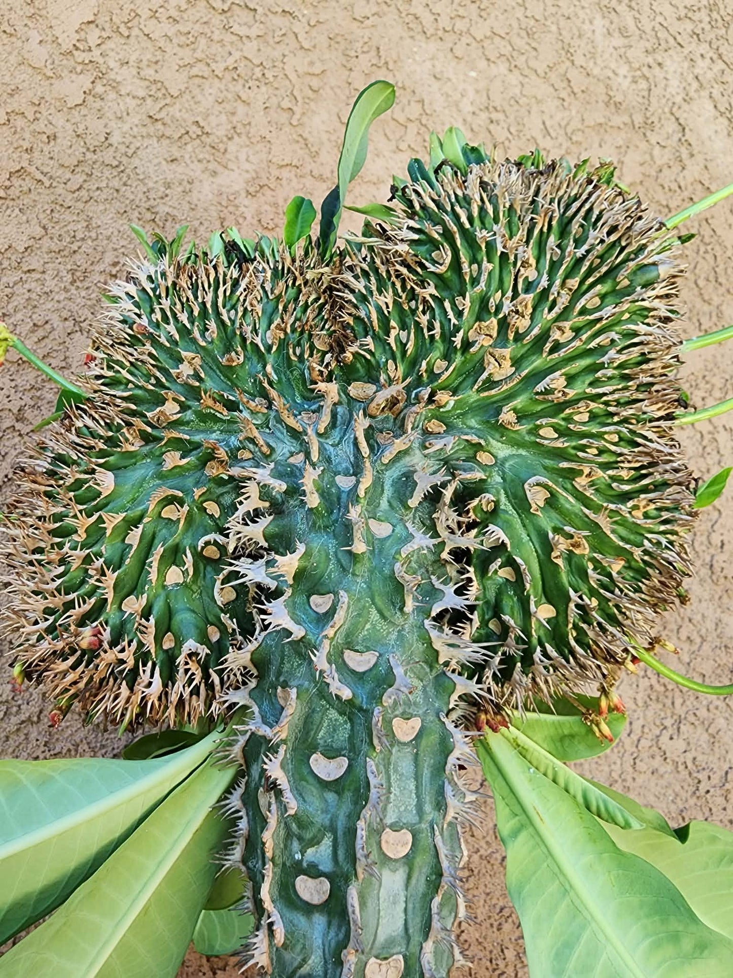 Euphorbia viguieri var. capuroniana cristata - Collector Specimen