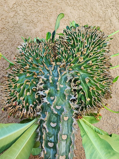 Euphorbia viguieri var. capuroniana cristata - Collector Specimen
